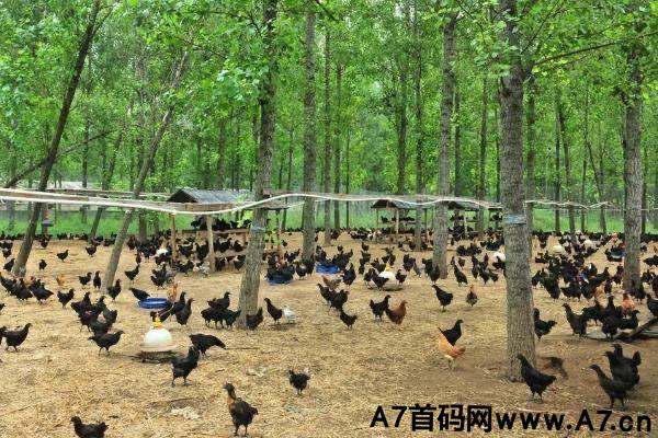 抓住机会的猪真的能飞,一秒新车,对接好的平台好的老板,捡钱